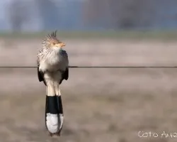 Guira guira