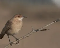 Furnarius rufus