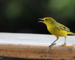 Setophaga petechia
