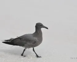 Larus fuliginosus