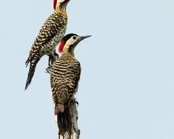 Colaptes melanolaimus