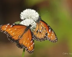 Danaus plexippus