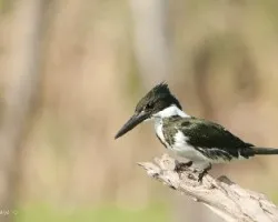 Chloroceryle amazona