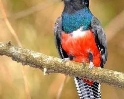 Trogon curucui