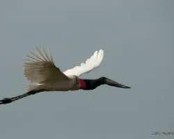 Jabiru mycteria