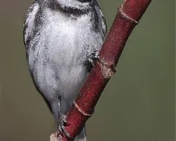 Sporophila caerulescens