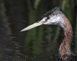 Podiceps major