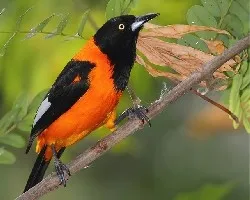 Icterus jamacaii