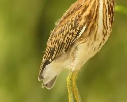 Butorides striata