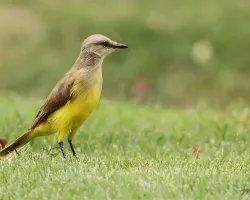 Machetornis rixosa