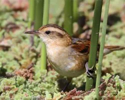 Phleocryptes melanops