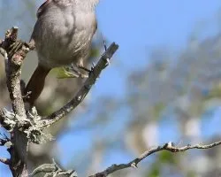 Cranioleuca pyrrhophia
