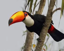 Ramphastos toco