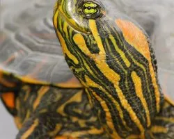Trachemys dorbignyi