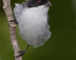 Poospiza melanoleuca