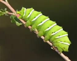 Rothschildia jacobaeae