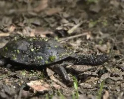 Acanthochelys pallidipectoris
