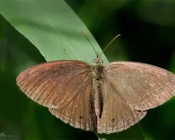 Hermeuptychia hermes 
