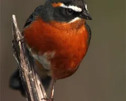 Poospiza nigrorufa