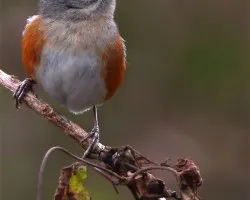 Poospiza cabanisi