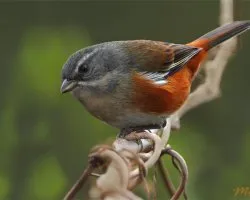 Poospiza cabanisi