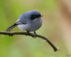 Polioptila dumicola