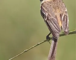 Polystictus pectoralis