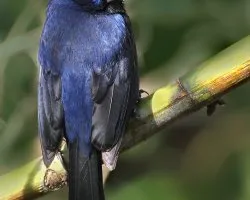 Cyanocompsa brissonii
