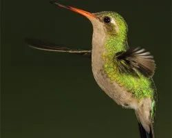 Chlorostilbon aureoventris
