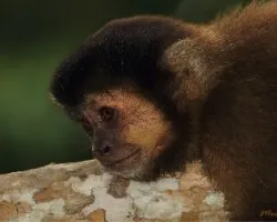 Cebus apella