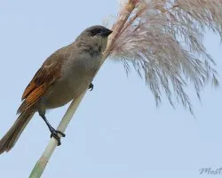 Agelaioides badius