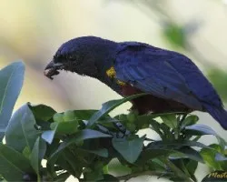 Euphonia pectoralis