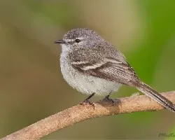 Serpophaga subcristata