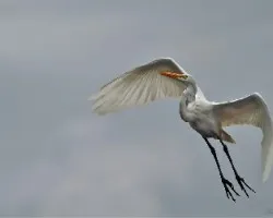 Ardea alba
