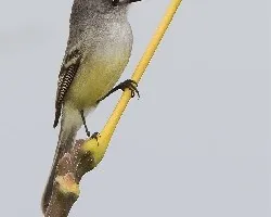 Serpophaga Subcristata