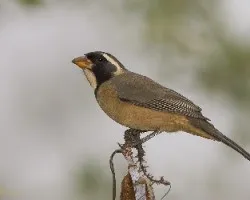 Saltator Aurantiirostris
