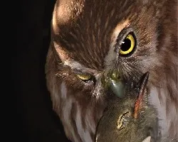 Glaucidium brasilianum