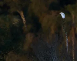 Bubulcus ibis