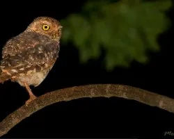 Athene cunicularia