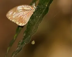Pieriballia viardi