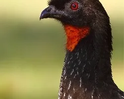 Penelope obscura