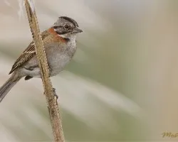 Zonotrichia capensis