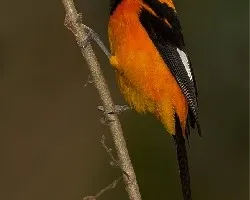 Icterus icterus