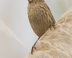 Agelaius thilius