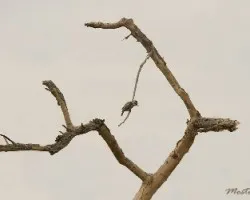 Veniliornis mixtus