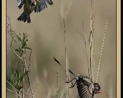 Alectrurus risora