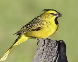 Gubernatrix cristata