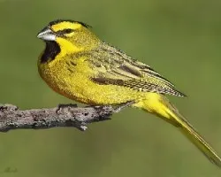 Gubernatrix cristata