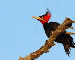 Campephilus leucopogon
