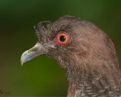 Patagioenas picazuro